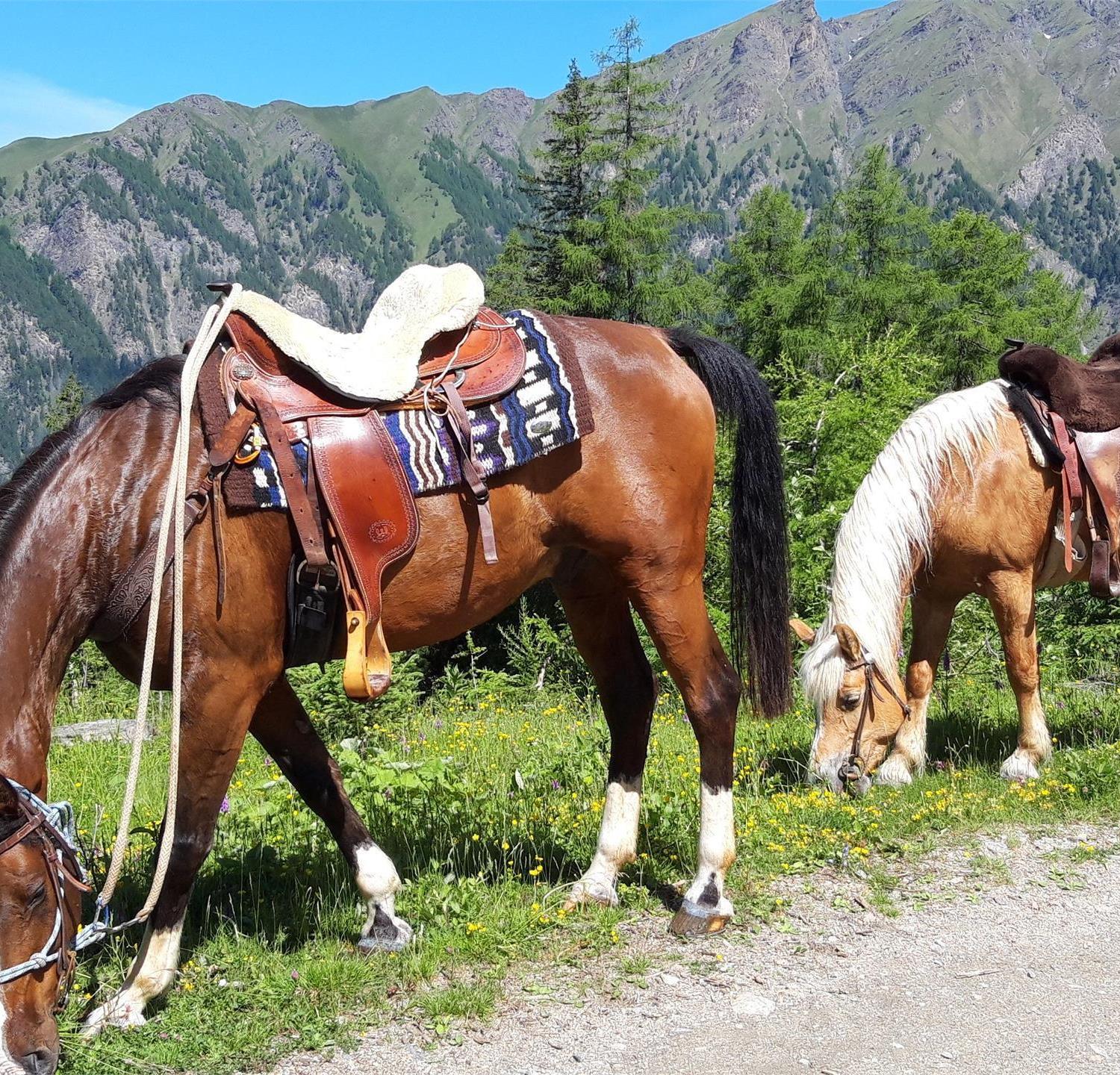 Foto per Uscite a Cavallo al Bacherhof in Val di Vizze